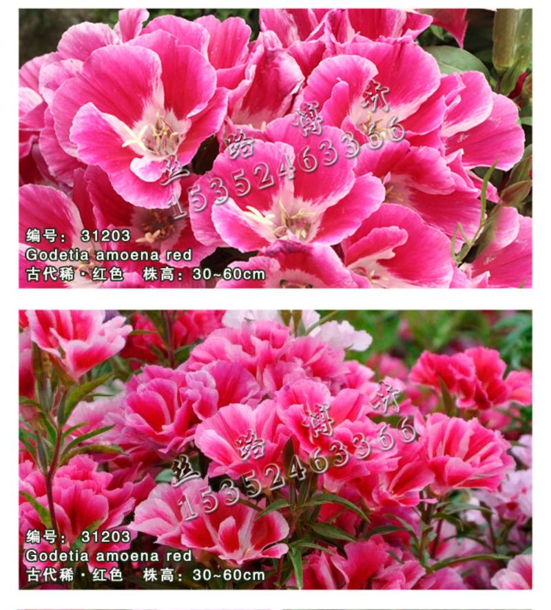 送春花籽孑晚春景年宵花四季播种开花庭院景观花卉盆栽