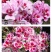 送春花籽孑晚春景年宵花四季播种开花庭院景观花卉盆栽