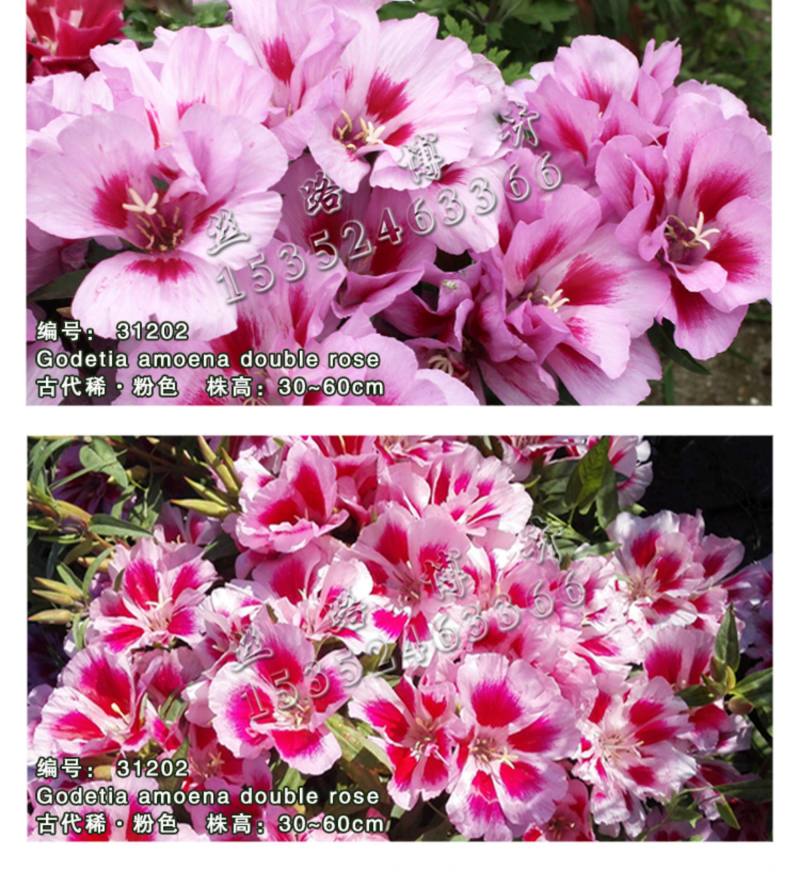 送春花籽孑晚春景年宵花四季播种开花庭院景观花卉盆栽