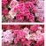送春花籽孑晚春景年宵花四季播种开花庭院景观花卉盆栽