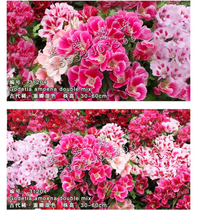 送春花籽孑晚春景年宵花四季播种开花庭院景观花卉盆栽
