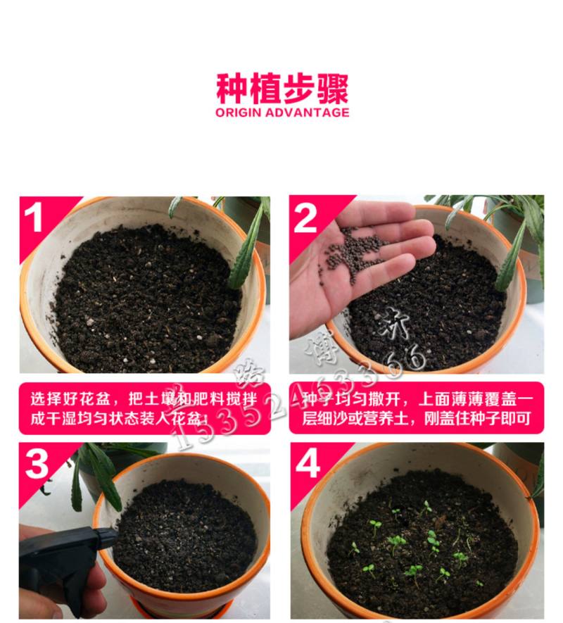 送春花籽孑晚春景年宵花四季播种开花庭院景观花卉盆栽