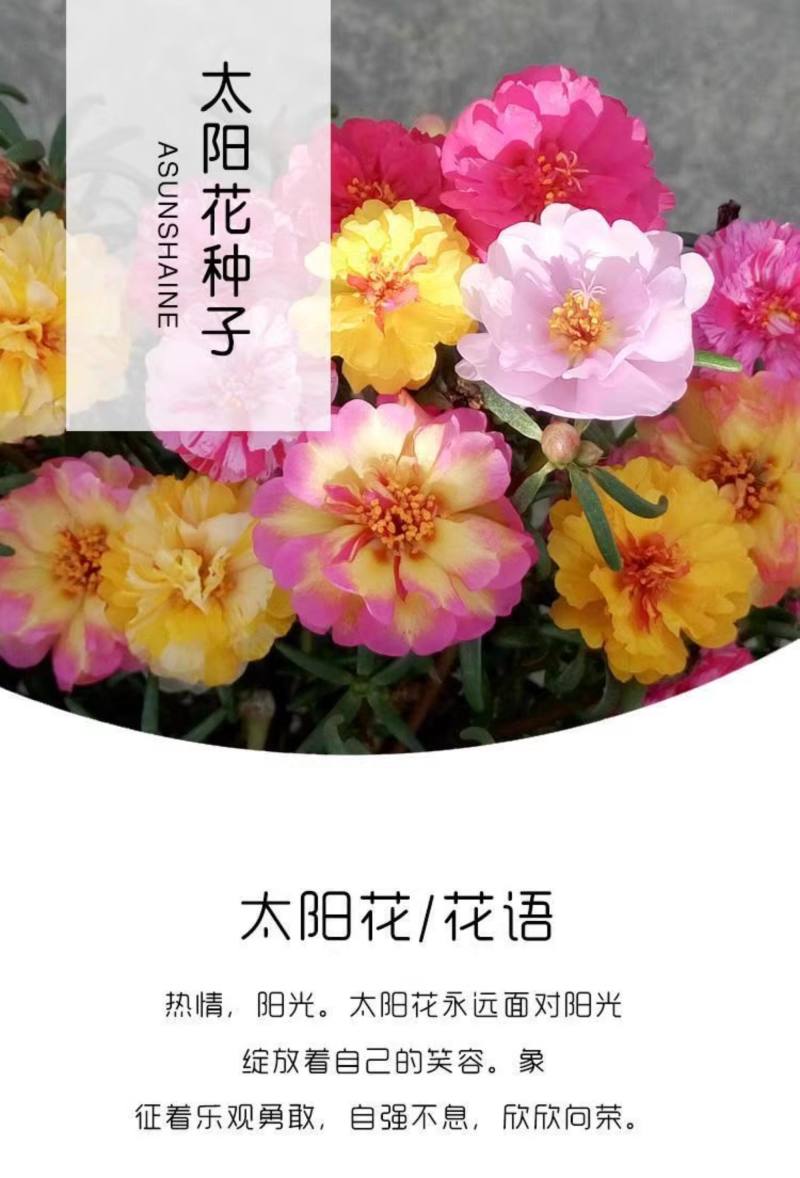 太阳花种子四季太阳花种孑阳台多色室内外盆栽花籽种子孑