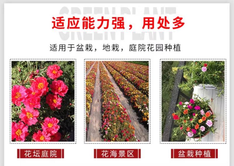 太阳花种子四季太阳花种孑阳台多色室内外盆栽花籽种子孑