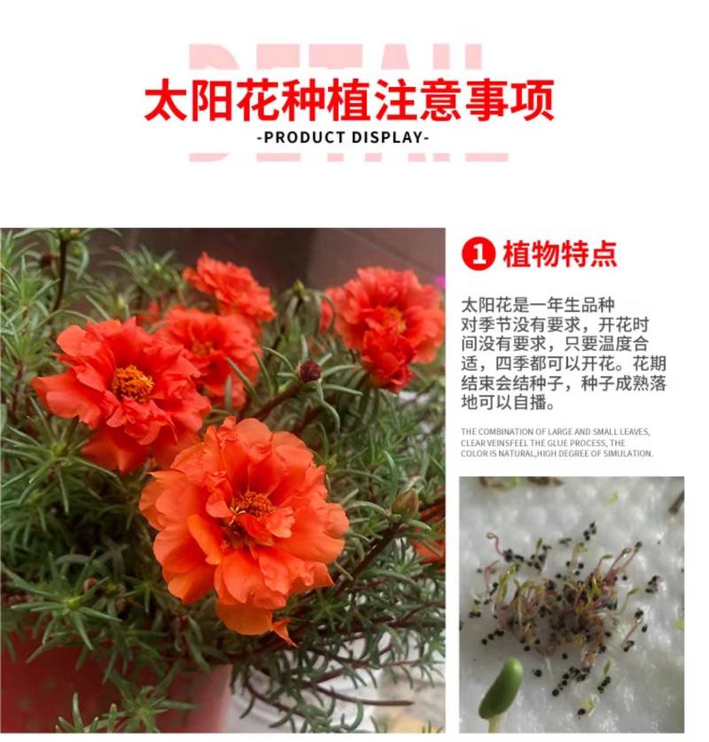 太阳花种子四季太阳花种孑阳台多色室内外盆栽花籽种子孑