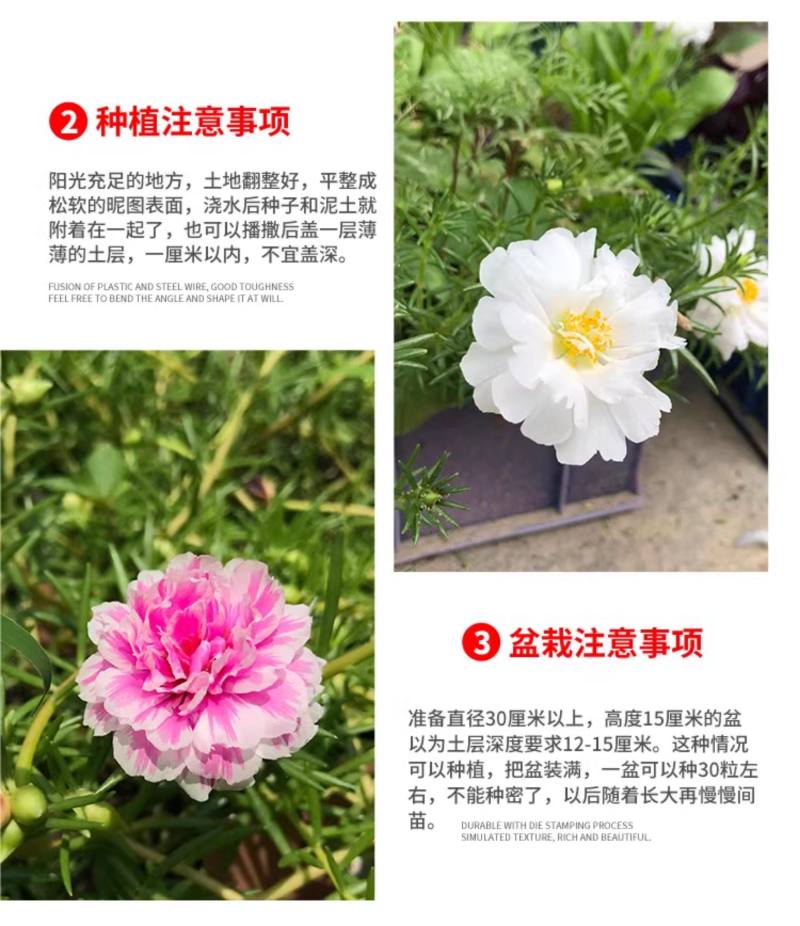 太阳花种子四季太阳花种孑阳台多色室内外盆栽花籽种子孑