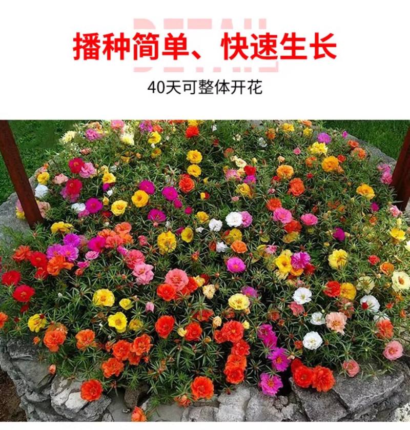 太阳花种子四季太阳花种孑阳台多色室内外盆栽花籽种子孑