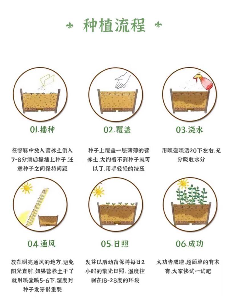 太阳花种子四季太阳花种孑阳台多色室内外盆栽花籽种子孑