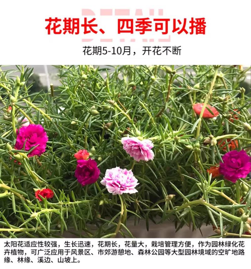 太阳花种子四季太阳花种孑阳台多色室内外盆栽花籽种子孑