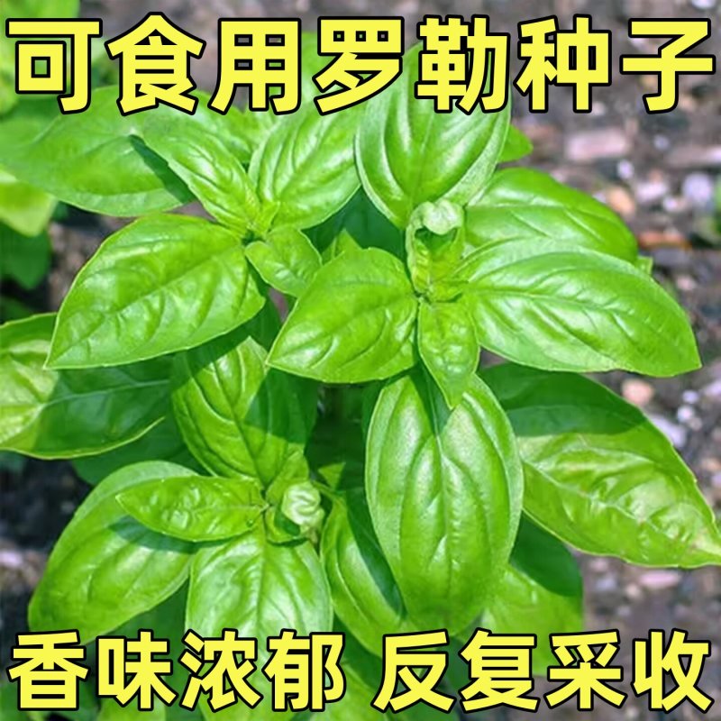 罗勒种孑九层塔大叶甜罗勒兰香金不换种籽四季播种蔬