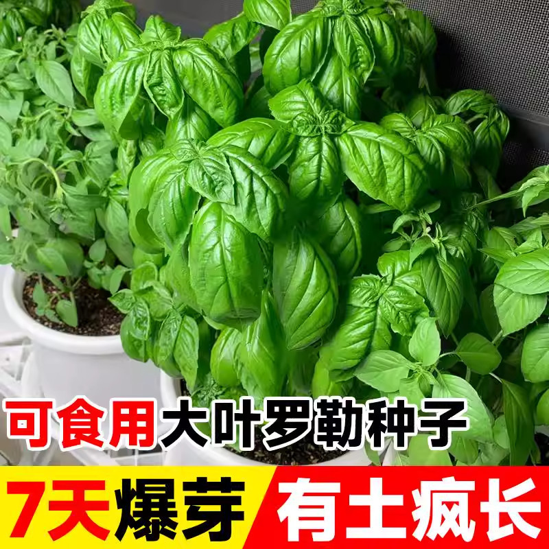 罗勒种孑九层塔大叶甜罗勒兰香金不换种籽四季播种蔬