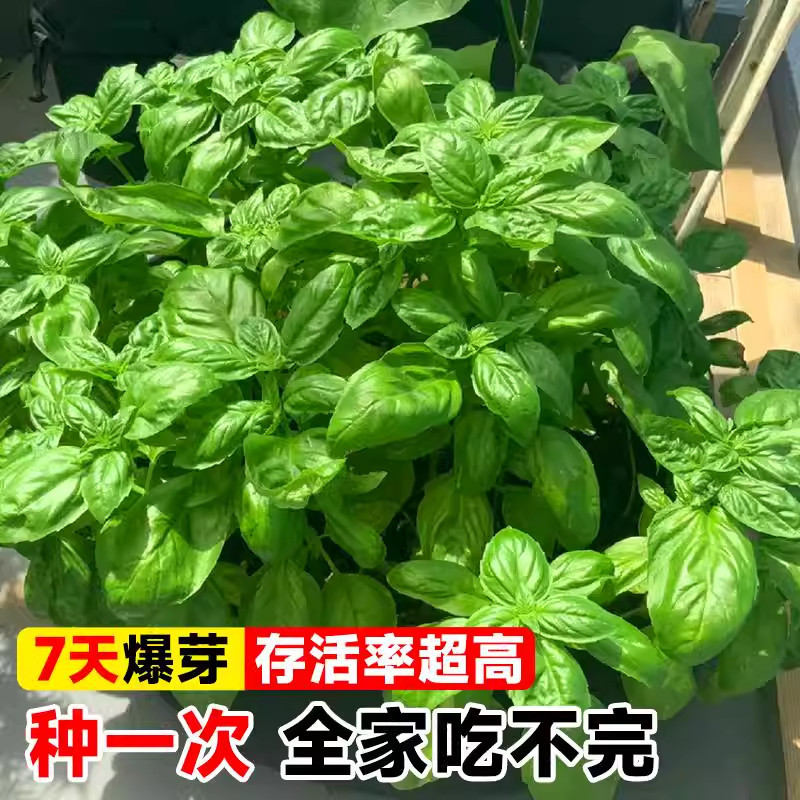 罗勒种孑九层塔大叶甜罗勒兰香金不换种籽四季播种蔬