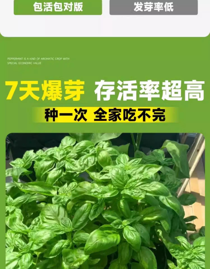 罗勒种孑九层塔大叶甜罗勒兰香金不换种籽四季播种蔬