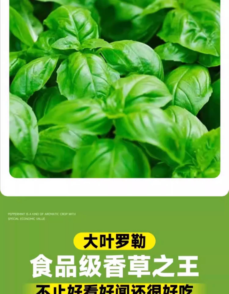 罗勒种孑九层塔大叶甜罗勒兰香金不换种籽四季播种蔬