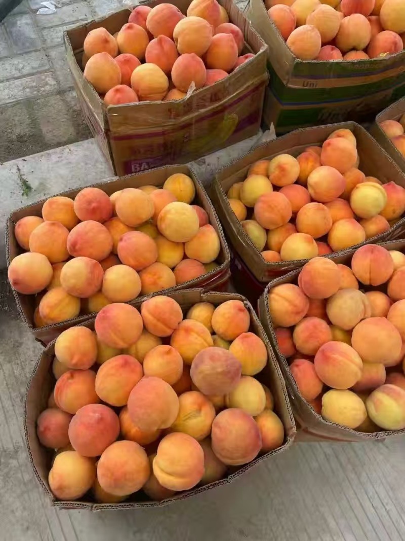 黄桃