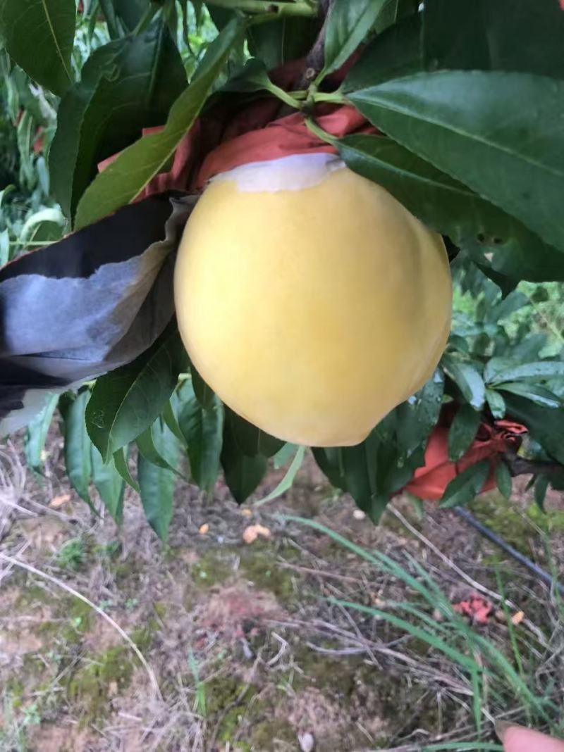 黄桃