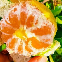 蜜橘云南高山蜜橘皮薄多汁基地直发品质保证价格美丽