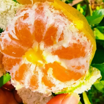 蜜橘云南高山蜜橘皮薄多汁基地直发品质保证价格美丽