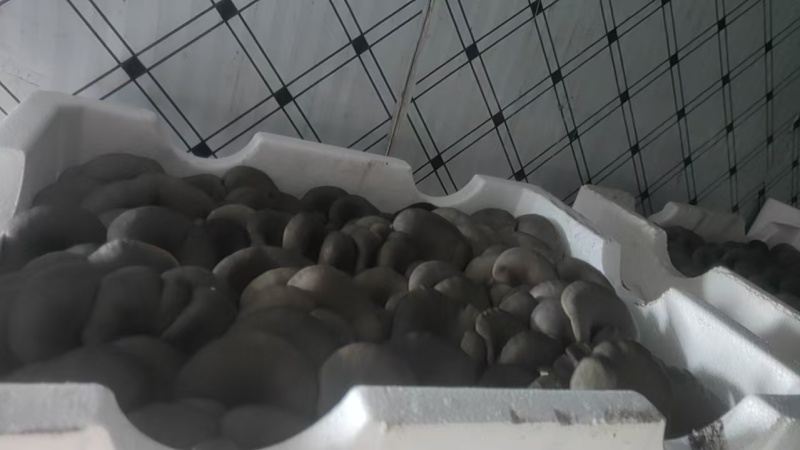 精品鲜平菇上市产地直发价格优惠对接市场商超欢迎来电