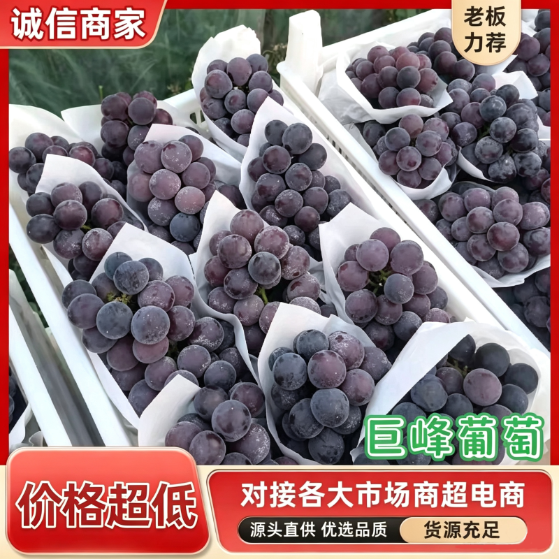 山东聊城冠县巨峰葡萄大量现货，诚信代办代收代发，质量保证