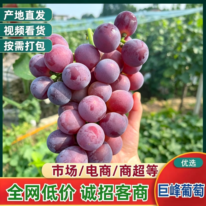 冠县万亩软枝巨峰葡萄，乒乓球葡萄，京亚夏黑维多利亚上市中