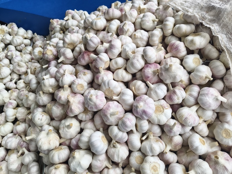 精品净蒜量大，大量干蒜，支持视频看货，可发往全国市场！