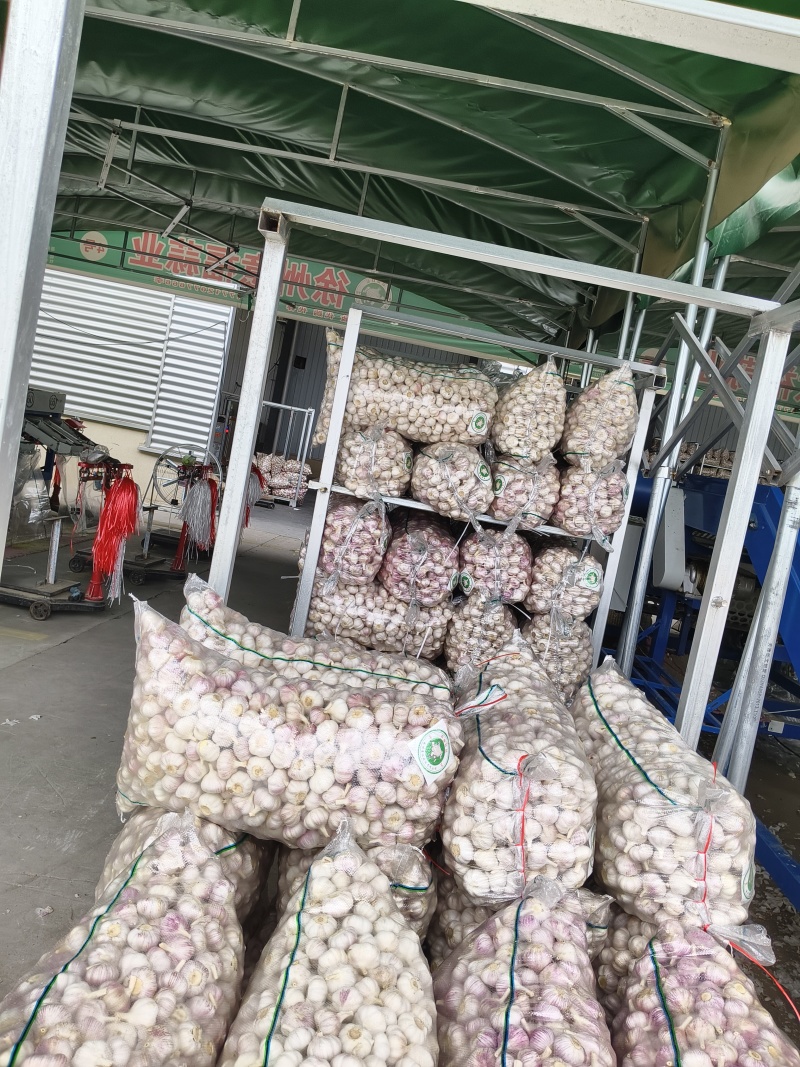 精品净蒜量大，大量干蒜，支持视频看货，可发往全国市场！