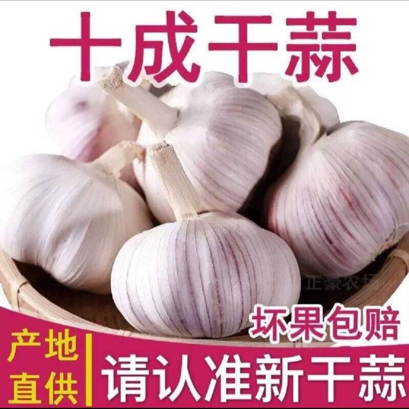主营（4—6公分大蒜）紫皮大蒜，出口，市场批发