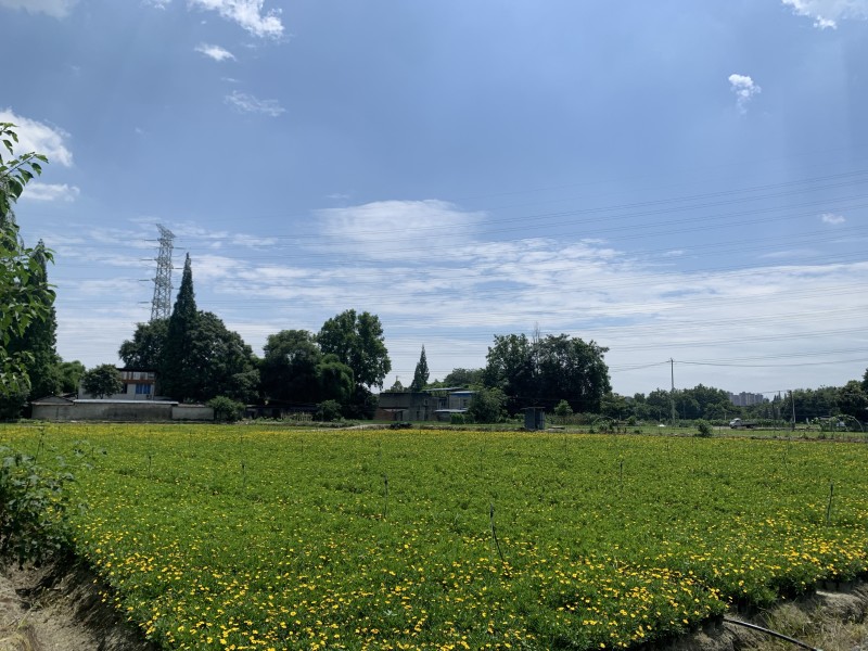 成都木春菊基地供应大杯小杯木春菊娄底清好货