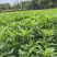成都木春菊基地供应大杯小杯木春菊娄底清好货