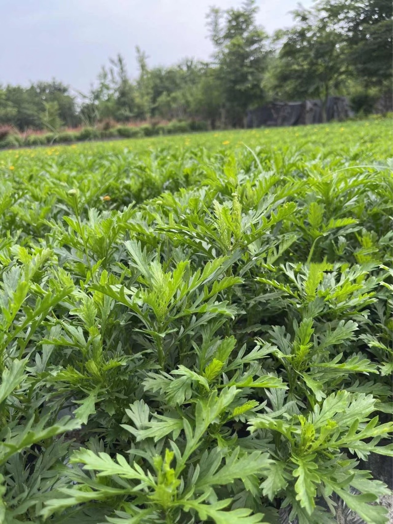 成都木春菊基地供应大杯小杯木春菊娄底清好货