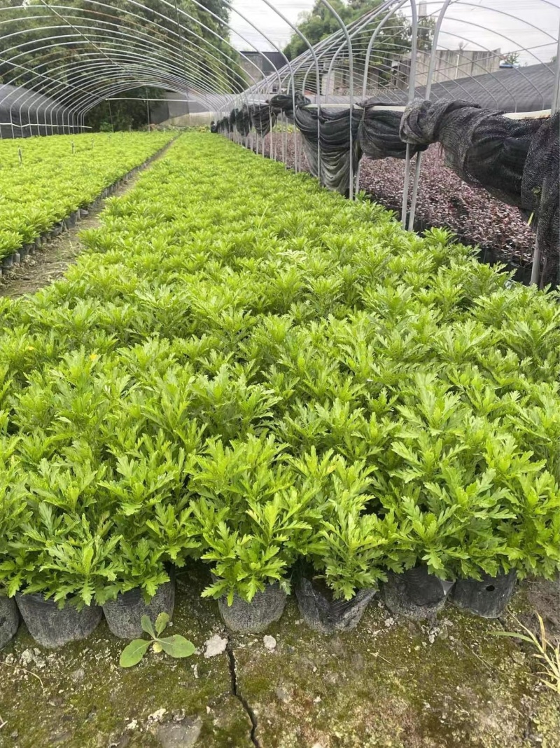 成都木春菊基地供应大杯小杯木春菊娄底清好货