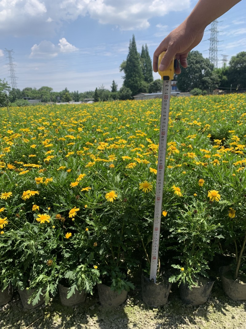 成都木春菊基地供应大杯小杯木春菊娄底清好货