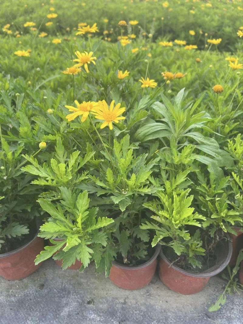 成都木春菊基地供应大杯小杯木春菊娄底清好货