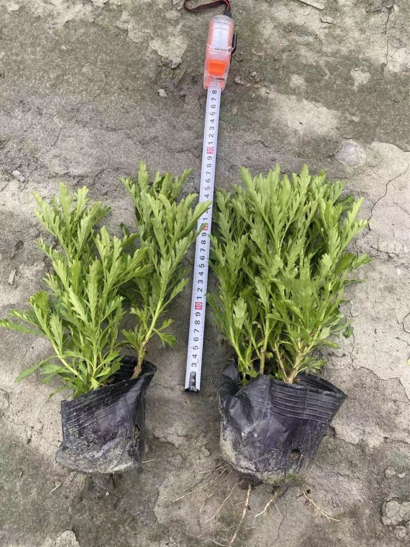成都木春菊基地供应大杯小杯木春菊娄底清好货