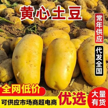新土豆/黄心土豆价格可谈《荷兰系列，沃土，V7》产地直发