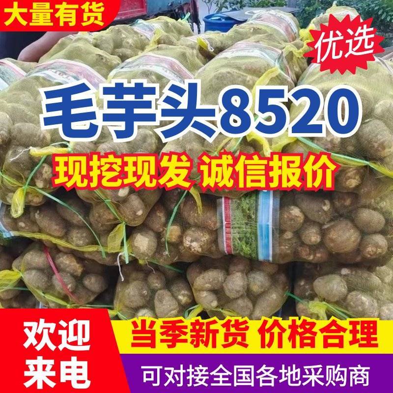 毛芋头8520/豆包/牛奶芋头【供市场/电商】常年供应