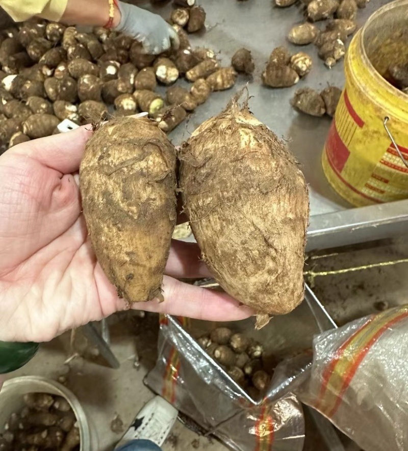 毛芋头8520/豆包/牛奶芋头【供市场/电商】常年供应