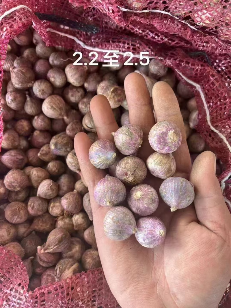 （四川）独头蒜批发/产地直发（坏烂包赔全国发货）