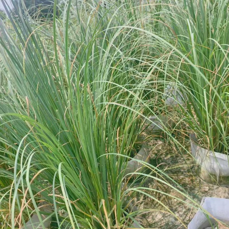 成都矮蒲苇基地供应矮蒲苇袋苗，大杯小杯。水生植物观赏草