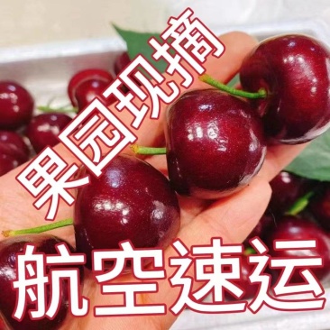 航空发货（美早樱桃，大中小果）现摘现发，坏烂包赔，发全国