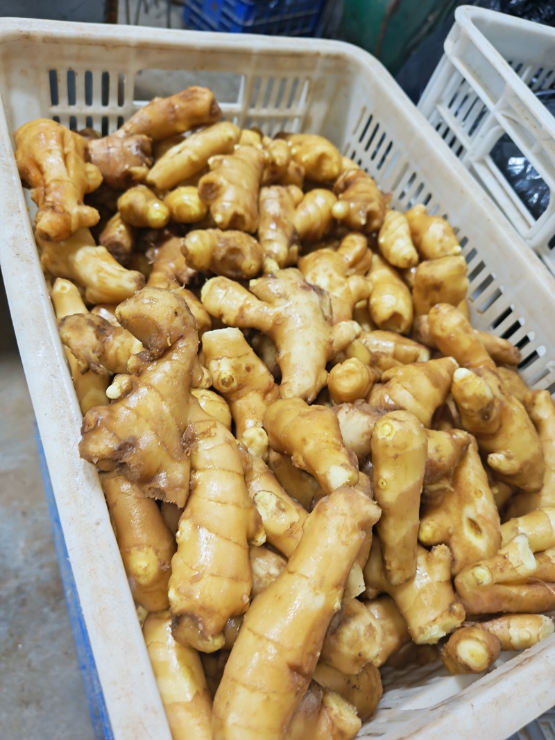 姜巴《精品2两/3两》主营：电商，市场，加工厂，全国发货