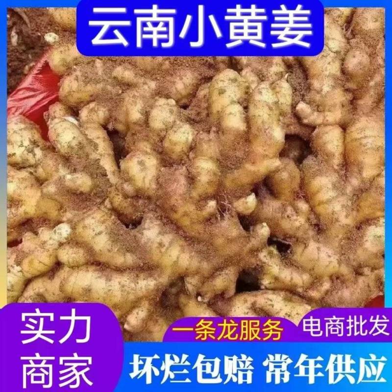 云南红土小黄姜可供（市场，出口，加工厂，药厂）