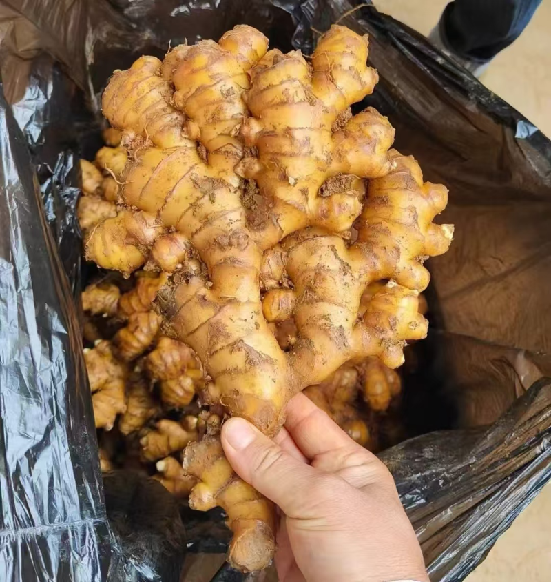 云南红土小黄姜可供（市场，出口，加工厂，药厂）