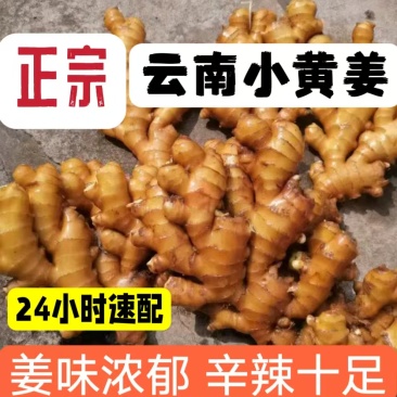 广西生姜小黄姜(供应市场,出口,电商,药厂)坏烂包赔
