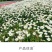 大滨菊种子多季种植开花易活室外阳台庭院盆栽花海花卉