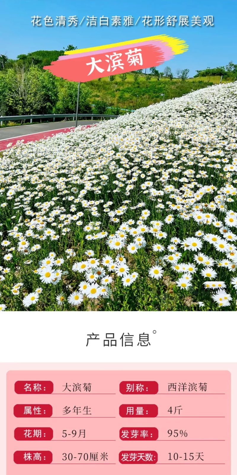 大滨菊种子多季种植开花易活室外阳台庭院盆栽花海花卉