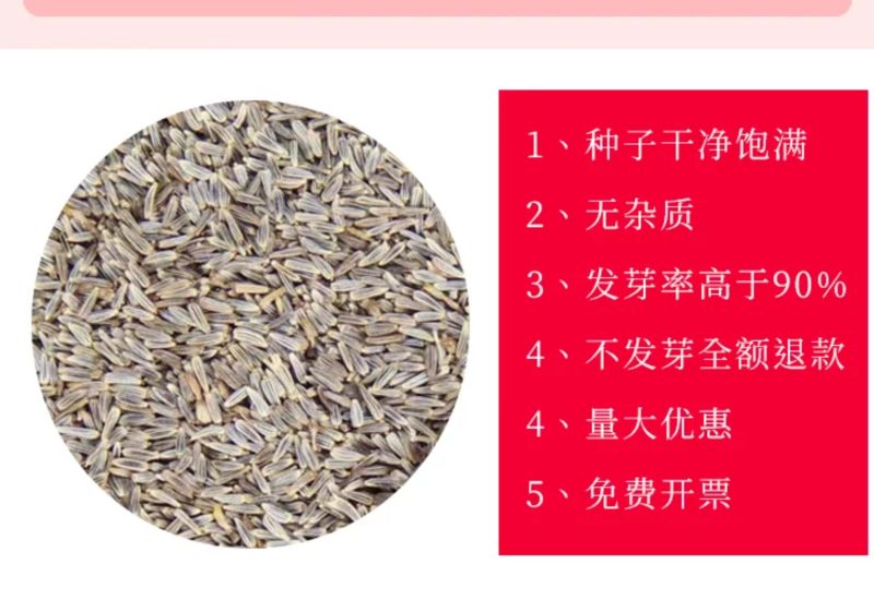 大滨菊种子多季种植开花易活室外阳台庭院盆栽花海花卉