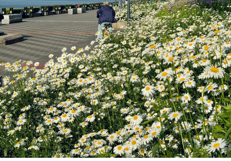 大滨菊种子多季种植开花易活室外阳台庭院盆栽花海花卉
