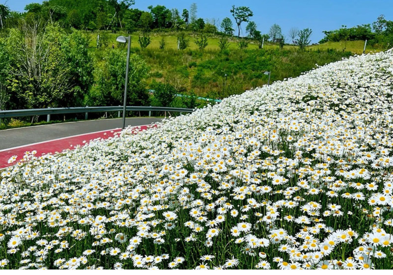 大滨菊种子多季种植开花易活室外阳台庭院盆栽花海花卉